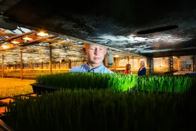 Nemandi skoðar hveitigras